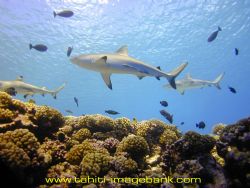 Grey sharks at Manihi Atoll - Tuamotu archipelago by Eric Pinel 